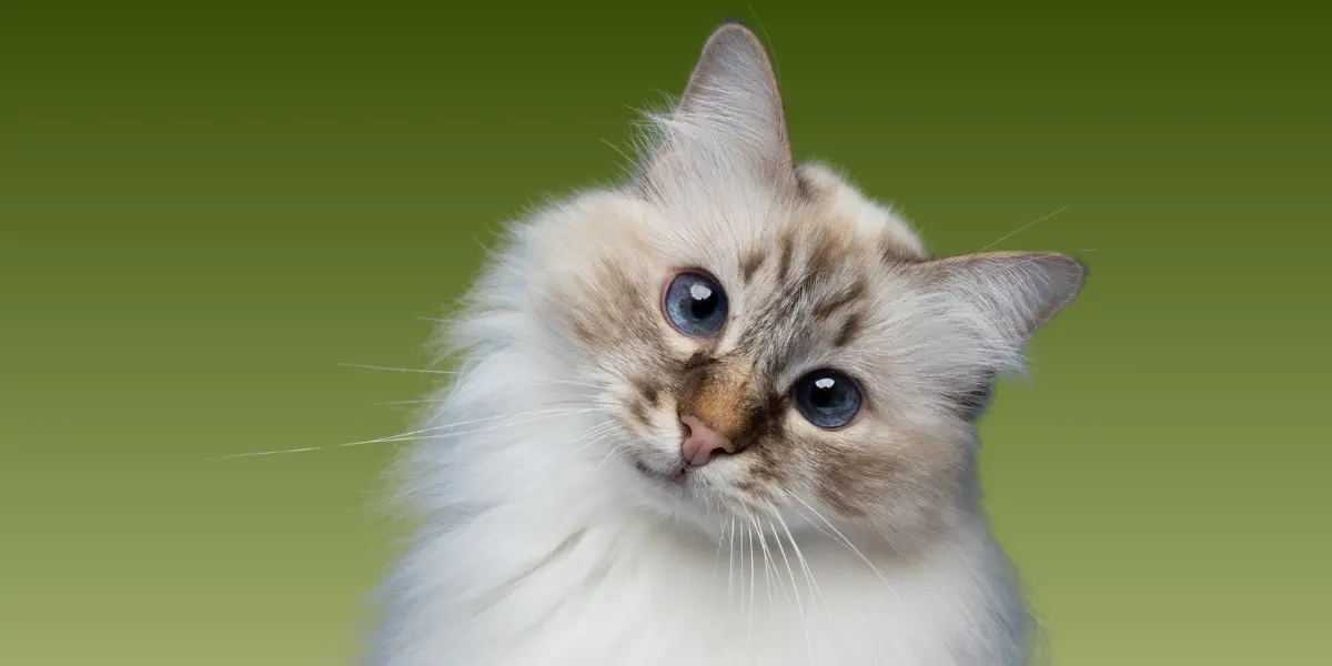 Ilustração de cabeçalho: Gato de pelagem longa e olhos azuis representando a limpeza eficaz da Pilou Green Loção sem Enxaguar para cães e gatos